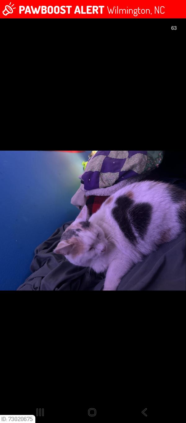 Lost Female Cat last seen Lendire & Chipley in Hollyfield (Ogden), Wilmington, NC 28411