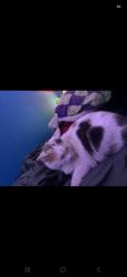 Lost Female Cat last seen Lendire & Chipley in Hollyfield (Ogden), Wilmington, NC 28411