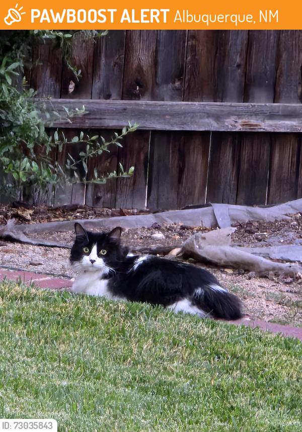 Found/Stray Unknown Cat last seen Spain NE and Wyoming NE, Albuquerque, NM 87109