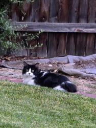 Found/Stray Unknown Cat last seen Spain NE and Wyoming NE, Albuquerque, NM 87109