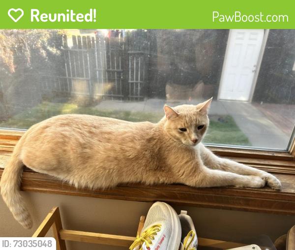 Reunited Male Cat last seen Ogden and Alameda, Denver, CO 80209