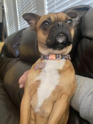 Lost Female Dog last seen Delany cove and saltgrass, La Marque, TX 77568