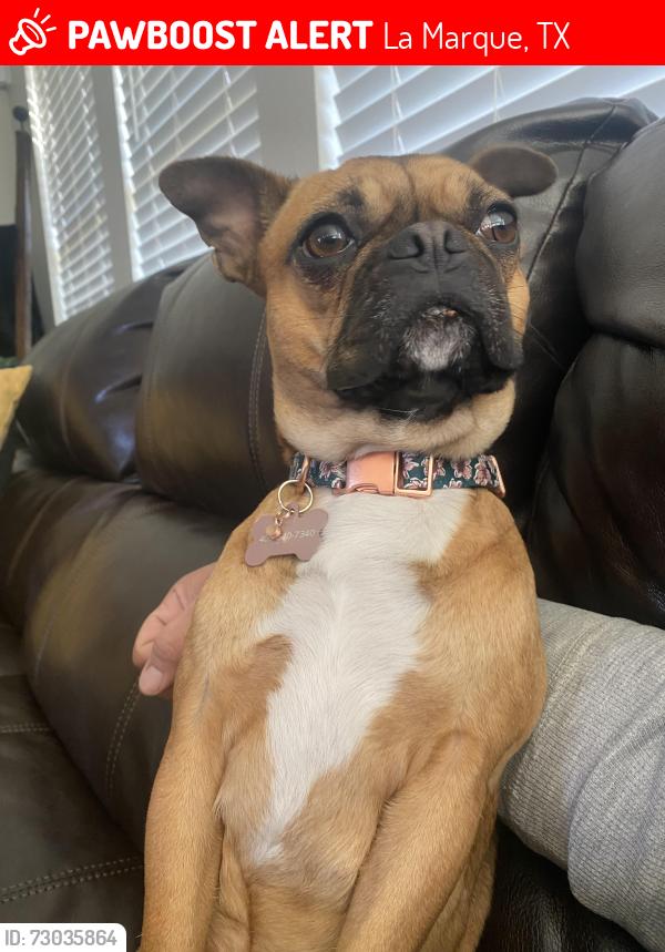 Lost Female Dog last seen Delany cove and saltgrass, La Marque, TX 77568