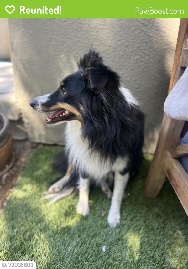 Reunited Female Dog last seen Melendy , San Carlos, CA 94070