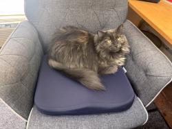 Lost Female Cat last seen Magazine street, Cambridge, MA 02139