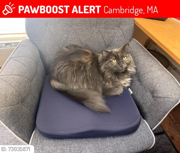 Lost Female Cat last seen Magazine street, Cambridge, MA 02139
