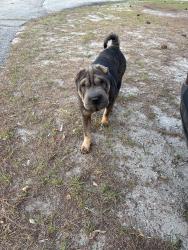 Found/Stray Female Dog last seen Goodyear st/ construction site, Spring Lake, NC 28390