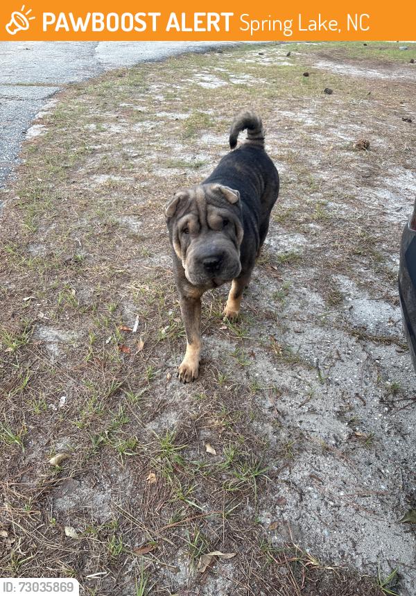 Found/Stray Female Dog last seen Goodyear st/ construction site, Spring Lake, NC 28390
