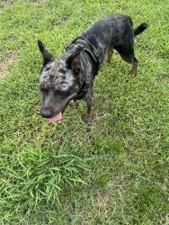 Found/Stray Male Dog last seen Little river farms Dr & coffee tree Dr, Fayetteville, NC 28314