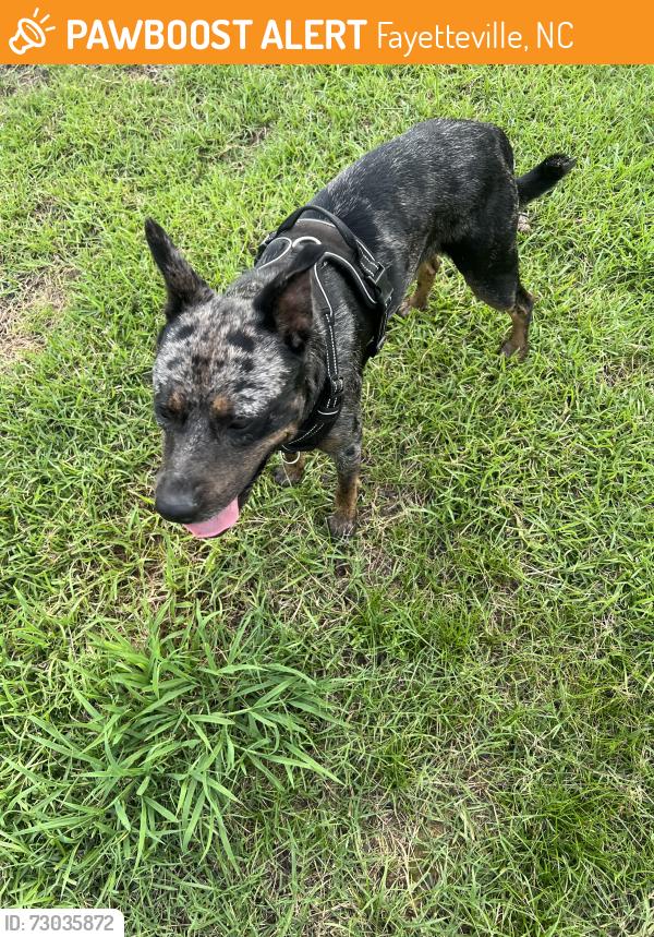 Found/Stray Male Dog last seen Little river farms Dr & coffee tree Dr, Fayetteville, NC 28314