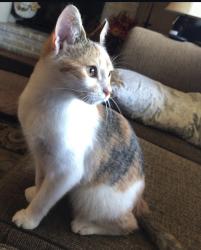 Lost Female Cat last seen Home , Coopersburg, PA 18036