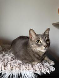 Lost Female Cat last seen Near Larchview trail , Mississauga, ON L5E 3C2