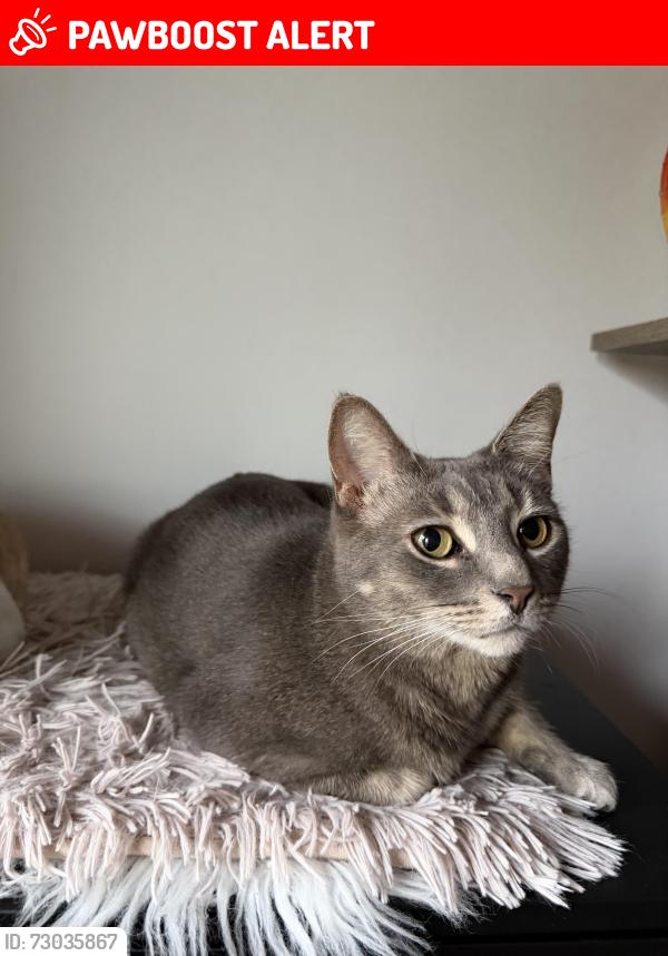 Lost Female Cat last seen Near Larchview trail , Mississauga, ON L5E 3C2