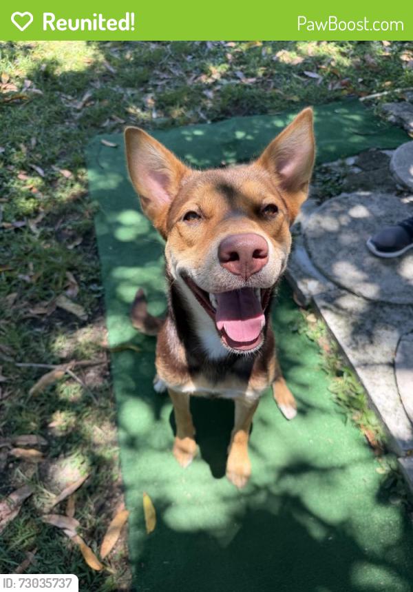 Reunited Female Dog last seen SW 114th Ave, Miami, FL 33157, USA, South Miami Heights, FL 33157
