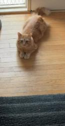 Reunited Male Cat last seen Near E Amherst Dr, Aurora, CO 80013, USA, Aurora, CO 80013