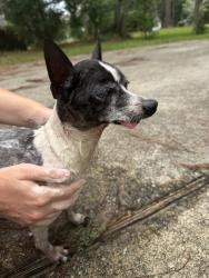 Found/Stray Male Dog last seen General Dollar , Lizella, GA 31052