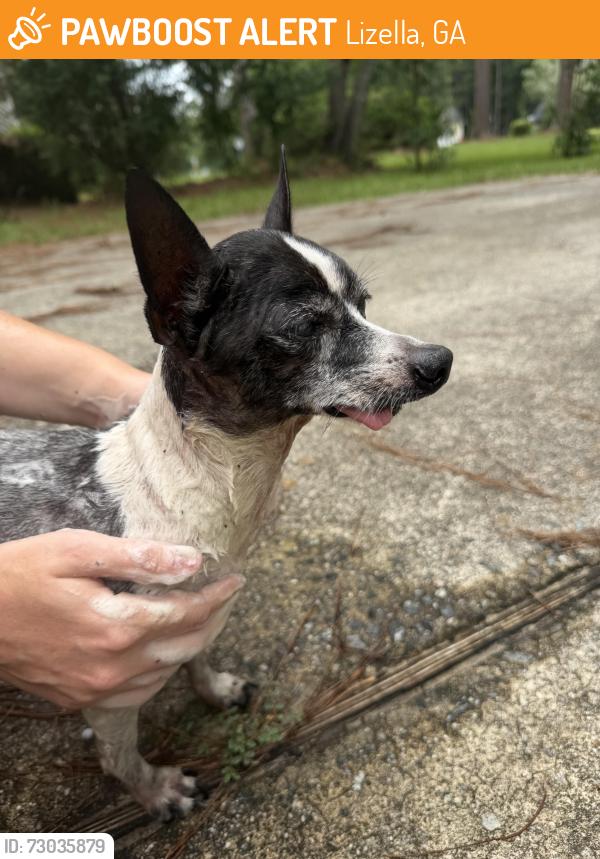 Found/Stray Male Dog last seen General Dollar , Lizella, GA 31052