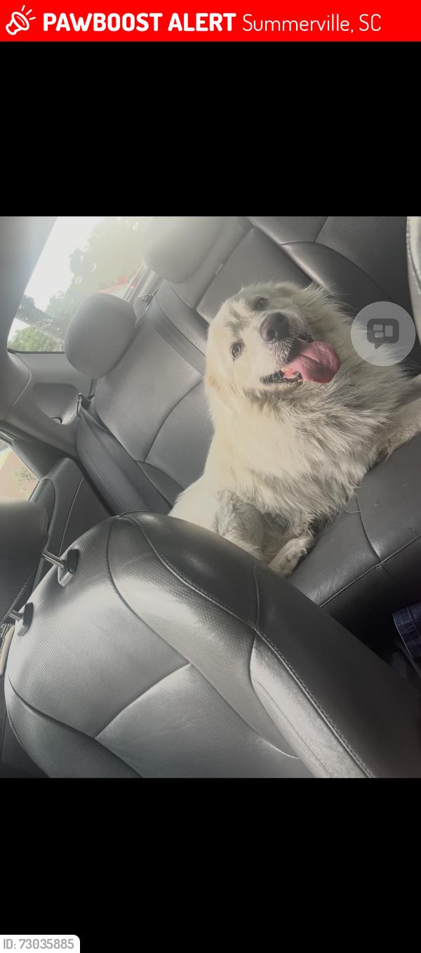 Lost Male Dog last seen Sangaree elementary , Summerville, SC 29486