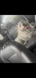 Lost Male Dog last seen Sangaree elementary , Summerville, SC 29486