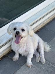 Reunited Female Dog last seen 5th street and wildwood canyon, Yucaipa, CA 92399