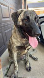 Found/Stray Male Dog last seen Monette drive, Glenn Heights, TX 75154
