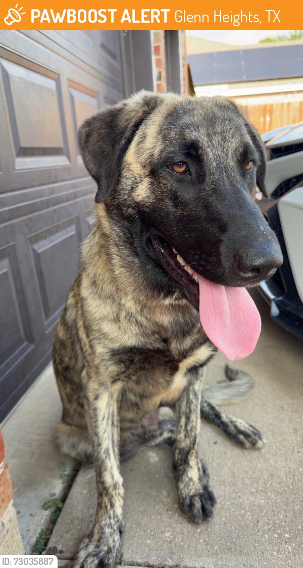 Found/Stray Male Dog last seen Monette drive, Glenn Heights, TX 75154