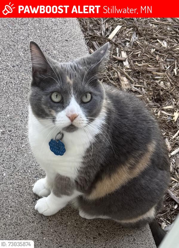 Lost Female Cat last seen Cottage Dr & Orleans St W, Stillwater, MN 55082