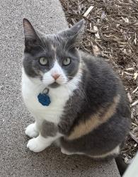 Lost Female Cat last seen Cottage Dr & Orleans St W, Stillwater, MN 55082