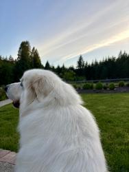 Reunited Male Dog last seen Near Blanchard rd centralia,wa 98531, Centralia, WA 98531