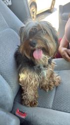 Reunited Male Dog last seen Atoka , Victorville, CA 92392