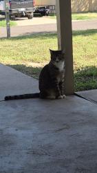 Found/Stray Unknown Cat last seen Email me If you think he is yours and i will send you an address. It is always at my hse., San Angelo, TX 76901