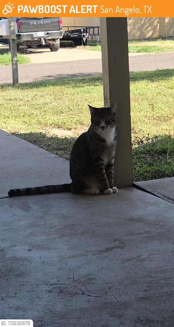 Found/Stray Unknown Cat last seen Email me If you think he is yours and i will send you an address. It is always at my hse., San Angelo, TX 76901