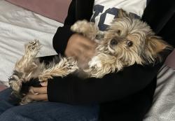 Lost Female Dog last seen S Lauderdale and Clements, Odessa, TX 79763
