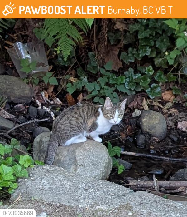 Found/Stray Unknown Cat last seen Ravine beside 1859 Woodway Place, Burnaby, BC V5B 4T6