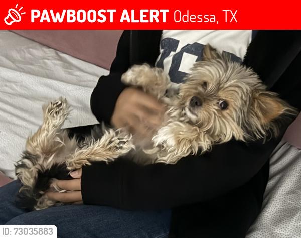 Lost Female Dog last seen S Lauderdale and Clements, Odessa, TX 79763
