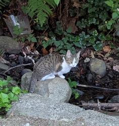 Found/Stray Unknown Cat last seen Ravine beside 1859 Woodway Place, Burnaby, BC V5B 4T6