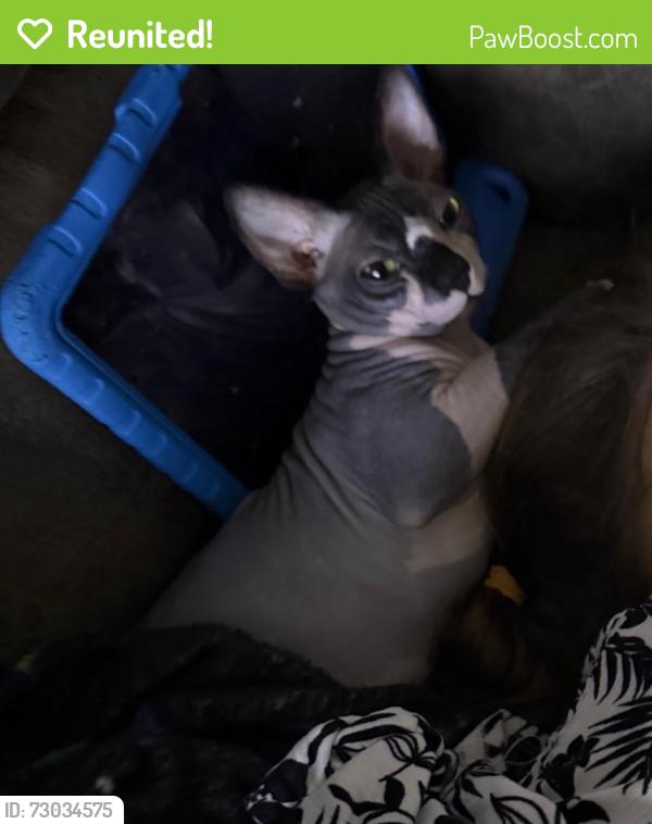 Reunited Male Cat last seen Chestnut and Belmont , Fresno, CA 93727