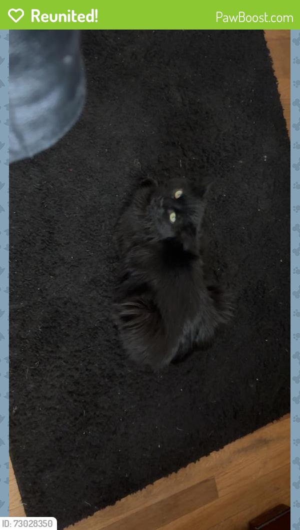 Reunited Male Cat last seen Iowa and patton, Denver, CO 80219