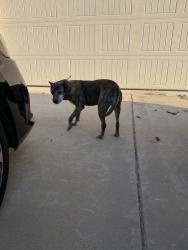 Found/Stray Female Cat last seen ILT, Saginaw, TX 76179