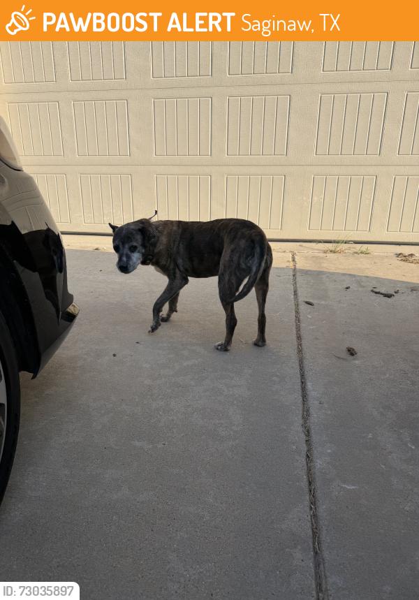 Found/Stray Female Cat last seen ILT, Saginaw, TX 76179