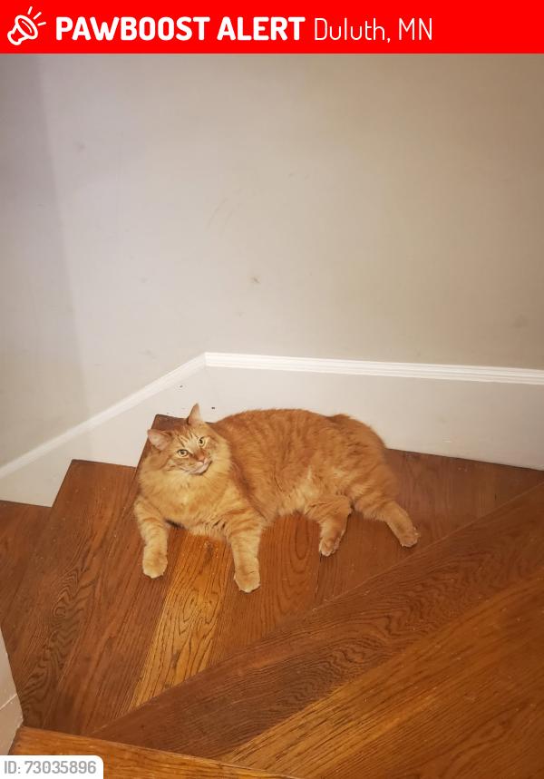 Lost Male Cat last seen Hawthorne & Superior, Duluth, MN 55812