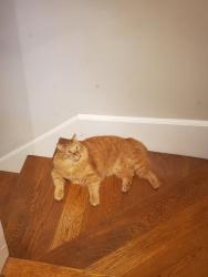 Lost Male Cat last seen Hawthorne & Superior, Duluth, MN 55812