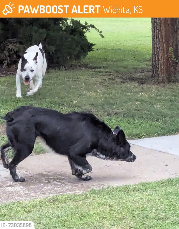 Found/Stray Unknown Dog last seen 9th & West, Wichita, KS 67203