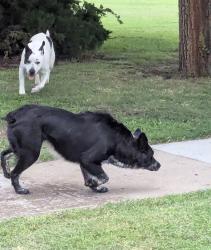 Found/Stray Unknown Dog last seen 9th & West, Wichita, KS 67203