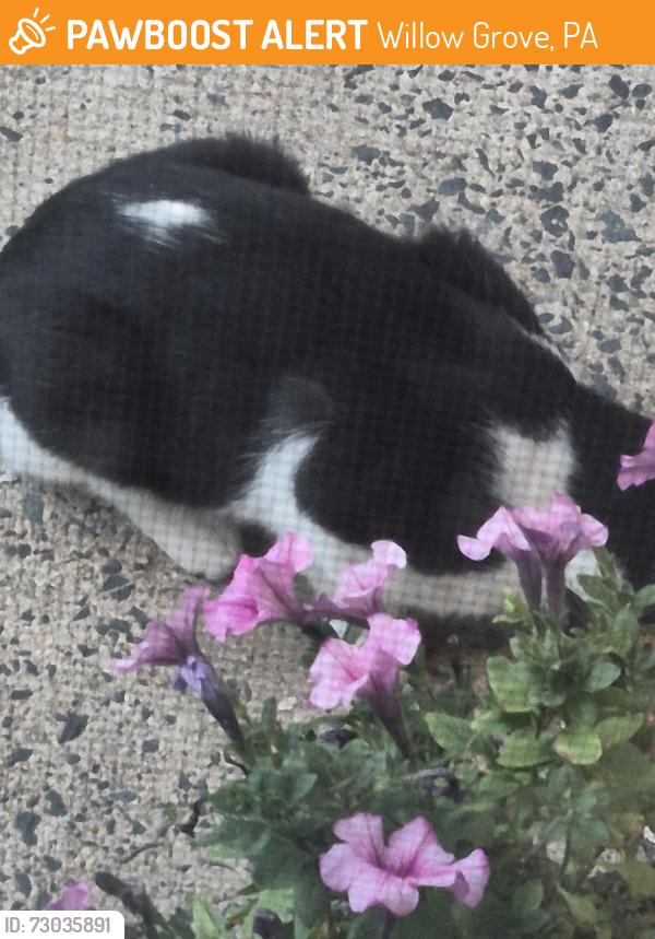 Found/Stray Female Cat last seen Behind Willow Grove Mall, Willow Grove, PA 19090