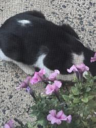 Found/Stray Female Cat last seen Behind Willow Grove Mall, Willow Grove, PA 19090