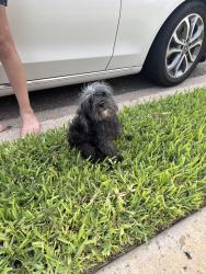 Found/Stray Female Dog last seen Cayon gate subdivision, Mission, TX 78574