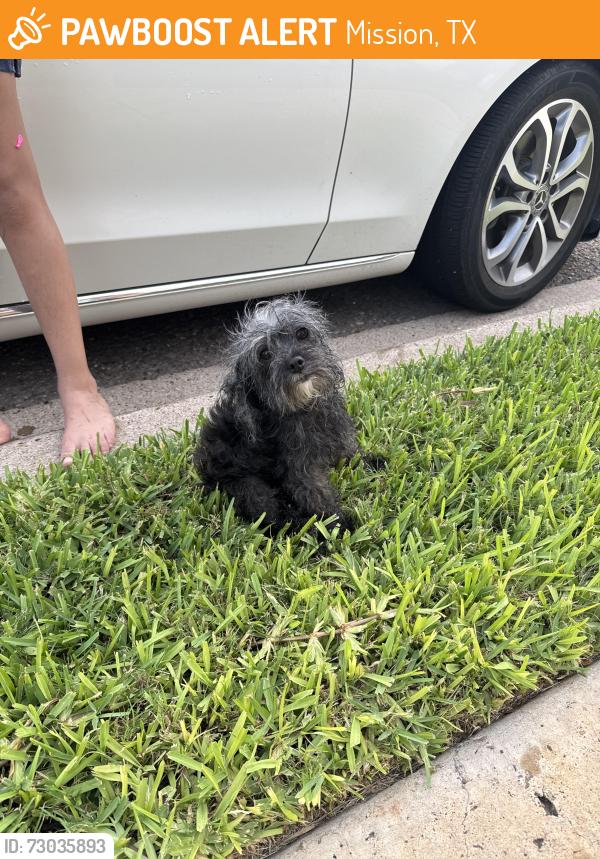 Found/Stray Female Dog last seen Cayon gate subdivision, Mission, TX 78574