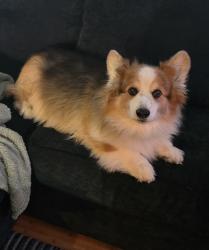 Reunited Male Dog last seen Alexander and Gibson, Everett, WA 98204