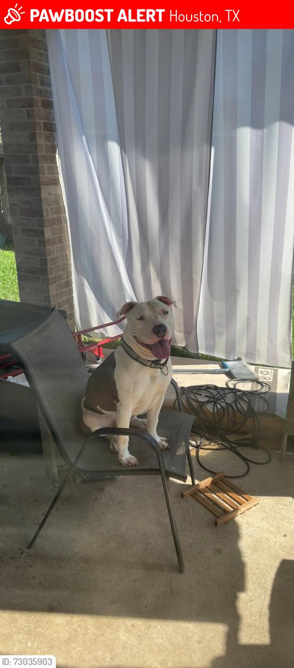 Lost Male Dog last seen Wilcrest, Houston, TX 77411